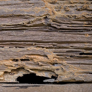 Termite-Damaged Wood